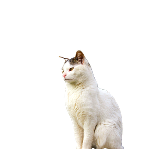 Charming White Cat Sits On A Path In An İStanbul Park Surrounded By Blooming Trees In Spring. 18398 - Cat PNG image with transparent background